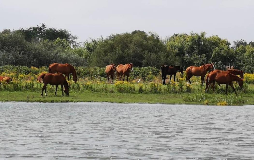 Quinta Marinhais Para Ferias No Ribatejo Экстерьер фото
